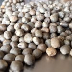 Lupine – bei erhöhtem Cholesterin Lupine – bei erhöhtem Cholesterin